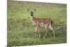 Little Spotted Fawn-Jai Johnson-Mounted Giclee Print