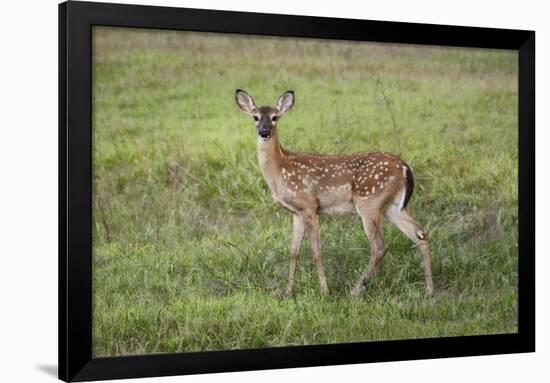 Little Spotted Fawn-Jai Johnson-Framed Giclee Print