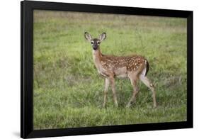 Little Spotted Fawn-Jai Johnson-Framed Giclee Print