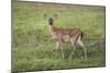 Little Spotted Fawn-Jai Johnson-Mounted Premium Giclee Print