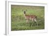 Little Spotted Fawn-Jai Johnson-Framed Giclee Print