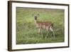 Little Spotted Fawn-Jai Johnson-Framed Giclee Print