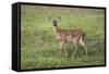 Little Spotted Fawn-Jai Johnson-Framed Stretched Canvas