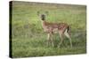 Little Spotted Fawn-Jai Johnson-Stretched Canvas