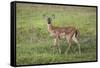 Little Spotted Fawn-Jai Johnson-Framed Stretched Canvas