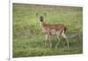 Little Spotted Fawn-Jai Johnson-Framed Giclee Print