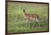 Little Spotted Fawn-Jai Johnson-Framed Giclee Print