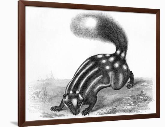 Little Striped Skunk-null-Framed Art Print