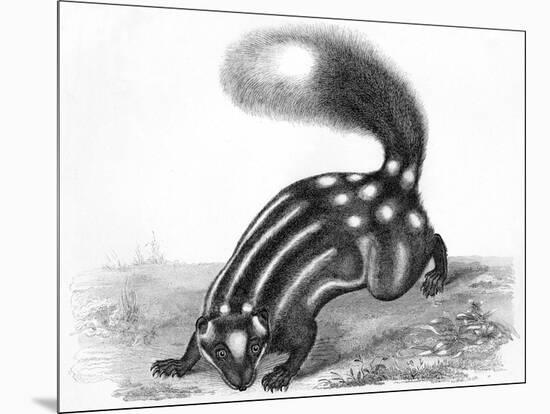 Little Striped Skunk-null-Mounted Art Print