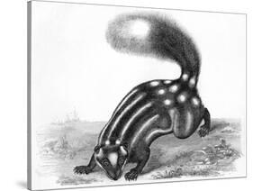 Little Striped Skunk-null-Stretched Canvas