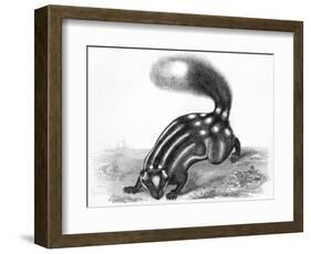 Little Striped Skunk-null-Framed Art Print