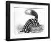 Little Striped Skunk-null-Framed Art Print