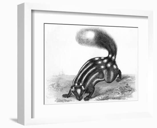 Little Striped Skunk-null-Framed Art Print