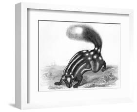 Little Striped Skunk-null-Framed Art Print
