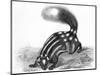 Little Striped Skunk-null-Mounted Art Print