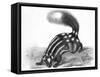 Little Striped Skunk-null-Framed Stretched Canvas