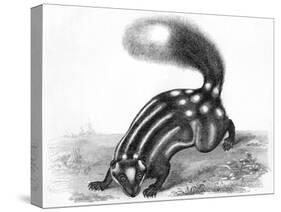 Little Striped Skunk-null-Stretched Canvas