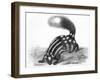 Little Striped Skunk-null-Framed Art Print