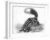 Little Striped Skunk-null-Framed Art Print