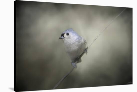 Little Tufted Titmouse-Jai Johnson-Stretched Canvas