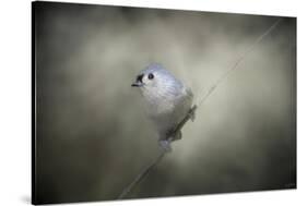 Little Tufted Titmouse-Jai Johnson-Stretched Canvas