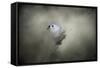 Little Tufted Titmouse-Jai Johnson-Framed Stretched Canvas