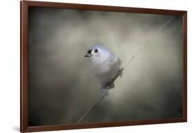 Little Tufted Titmouse-Jai Johnson-Framed Giclee Print