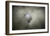 Little Tufted Titmouse-Jai Johnson-Framed Giclee Print