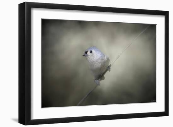 Little Tufted Titmouse-Jai Johnson-Framed Giclee Print