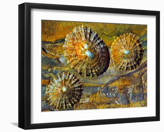 Little Volcanoes-Adrian Campfield-Framed Photographic Print