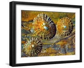 Little Volcanoes-Adrian Campfield-Framed Photographic Print