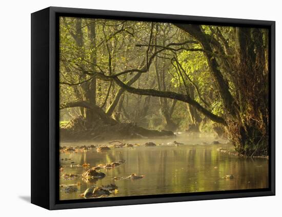 Little Water of Fleet, Fleet Valley National Scenic Area, Dumfries and Galloway, Scotland, UK-Gary Cook-Framed Stretched Canvas