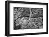 Little Westwater Ruin, Canyonlands National Park, Utah-John Ford-Framed Photographic Print