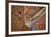 Little Westwater Ruin, Canyonlands National Park, Utah-John Ford-Framed Photographic Print