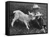 Little White Goat Being Fed from Bottle by Little Boy, at White Horse Ranch-William C^ Shrout-Framed Stretched Canvas
