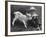 Little White Goat Being Fed from Bottle by Little Boy, at White Horse Ranch-William C^ Shrout-Framed Photographic Print