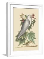 Little White Heron-Mark Catesby-Framed Art Print