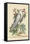 Little White Heron-Mark Catesby-Framed Stretched Canvas