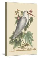 Little White Heron-Mark Catesby-Stretched Canvas