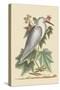 Little White Heron-Mark Catesby-Stretched Canvas