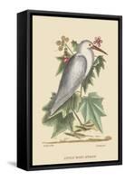 Little White Heron-Mark Catesby-Framed Stretched Canvas