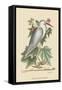 Little White Heron-Mark Catesby-Framed Stretched Canvas