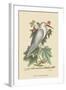 Little White Heron-Mark Catesby-Framed Art Print