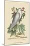 Little White Heron-Mark Catesby-Mounted Art Print