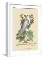 Little White Heron-Mark Catesby-Framed Art Print