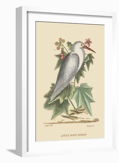 Little White Heron-Mark Catesby-Framed Art Print