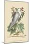 Little White Heron-Mark Catesby-Mounted Art Print