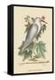Little White Heron-Mark Catesby-Framed Stretched Canvas