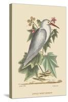 Little White Heron-Mark Catesby-Stretched Canvas