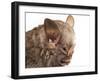 Little White-Shouldered Bat (Ametrida Centurio) Head Portrait, Surama, Guyana-Andrew Snyder-Framed Photographic Print